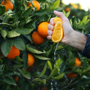 arance washington navel da spremuta da 15 kg